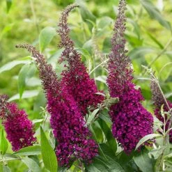 Buddleja Sugar Plum ('Lonplum') (PBR) -Plants Shop pl2000020986 card7 lg