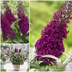 Buddleja Sugar Plum ('Lonplum') (PBR) -Plants Shop pl2000020986 card8 lg