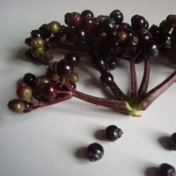 Sambucus Nigra F. Porphyrophylla Black Tower ('Eiffel 1') (PBR) 11 Sambucus Nigra F. Porphyrophylla Black Tower ('Eiffel 1') (PBR) -Plants Shop pl2000020988 card3 lg