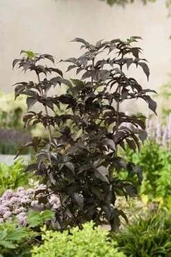 Sambucus Nigra F. Porphyrophylla Black Tower ('Eiffel 1') (PBR) 12 Sambucus Nigra F. Porphyrophylla Black Tower ('Eiffel 1') (PBR) -Plants Shop pl2000020988 card4 lg