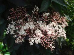 Sambucus Nigra F. Porphyrophylla Black Tower ('Eiffel 1') (PBR) 14 Sambucus Nigra F. Porphyrophylla Black Tower ('Eiffel 1') (PBR) -Plants Shop pl2000020988 card6 lg