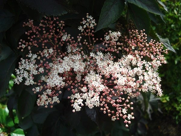 Sambucus Nigra F. Porphyrophylla Black Tower ('Eiffel 1') (PBR) 6 Sambucus Nigra F. Porphyrophylla Black Tower ('Eiffel 1') (PBR) - Image 6