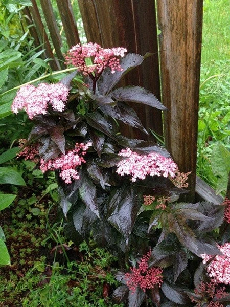 Sambucus Nigra F. Porphyrophylla Black Tower ('Eiffel 1') (PBR) 8 Sambucus Nigra F. Porphyrophylla Black Tower ('Eiffel 1') (PBR) - Image 8