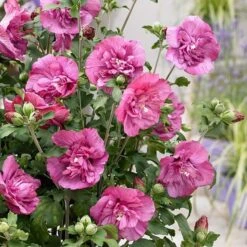 Hibiscus Syriacus Magenta Chiffon ('Rwoods5') (PBR) (Chiffon Series) -Plants Shop pl2000020989 card3 lg