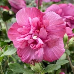 Hibiscus Syriacus Magenta Chiffon ('Rwoods5') (PBR) (Chiffon Series) -Plants Shop pl2000020989 card4 lg