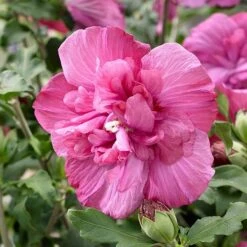 Hibiscus Syriacus Magenta Chiffon ('Rwoods5') (PBR) (Chiffon Series) -Plants Shop pl2000020989 card5 lg