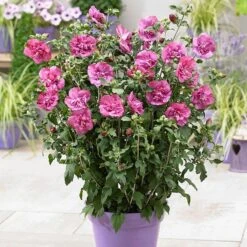 Hibiscus Syriacus Magenta Chiffon ('Rwoods5') (PBR) (Chiffon Series) -Plants Shop pl2000020989 card6 lg