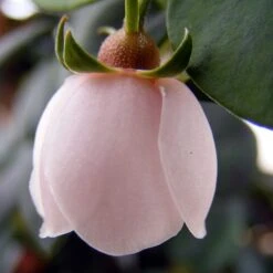 Ugni Molinae KaPow ('Yanpow') -Plants Shop pl2000020996 card4 lg