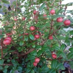 Ugni Molinae KaPow ('Yanpow') -Plants Shop pl2000020996 card5 lg