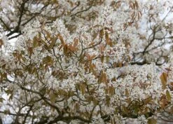 Amelanchier Lamarckii 6 Amelanchier Lamarckii -Plants Shop pl2000021003 card3 lg