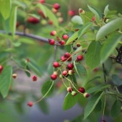 Amelanchier Lamarckii 7 Amelanchier Lamarckii -Plants Shop pl2000021003 card4 lg