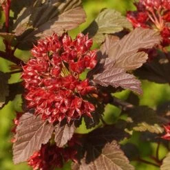Physocarpus Opulifolius Little Angel ('Hoogi016') (PBR) -Plants Shop pl2000021013 card4 lg