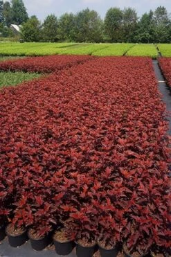 Physocarpus Opulifolius Little Angel ('Hoogi016') (PBR) -Plants Shop pl2000021013 card6 lg