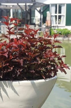 Physocarpus Opulifolius Little Angel ('Hoogi016') (PBR) -Plants Shop pl2000021013 card7 lg