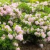 Rhododendron Bloombux ('Microhirs3') (PBR)