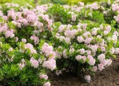 Rhododendron Bloombux ('Microhirs3') (PBR)