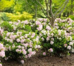 Rhododendron Bloombux ('Microhirs3') (PBR) -Plants Shop pl2000021014 card4 lg