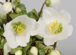 Helleborus 'Verboom Beauty' 5 Helleborus 'Verboom Beauty' -Plants Shop pl2000021032 card3 lg