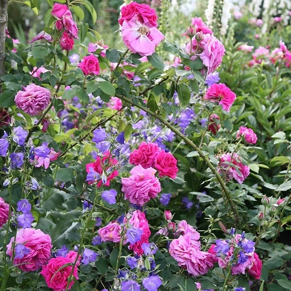 Rosa 'Madame Isaac Péreire' 2 Rosa 'Madame Isaac Péreire' - Image 2