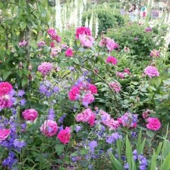 Rosa 'Madame Isaac Péreire' 5 Rosa 'Madame Isaac Péreire' -Plants Shop pl2000021227 card3 lg