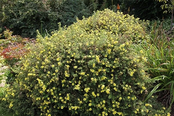 Potentilla Fruticosa 'Primrose Beauty' 2 Potentilla Fruticosa 'Primrose Beauty' - Image 2