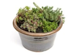 Sedum Collection -Plants Shop pl2000021303 card3 lg