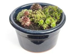 Sempervivum Collection 5 Sempervivum Collection -Plants Shop pl2000021304 card3 lg