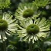 Echinacea 'Green Jewel' (PBR)