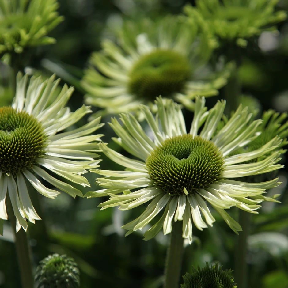 Echinacea 'Green Jewel' (PBR) 1 Echinacea 'Green Jewel' (PBR)