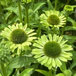 Echinacea 'Green Jewel' (PBR) 5 Echinacea 'Green Jewel' (PBR) -Plants Shop pl2000021331 card3 lg