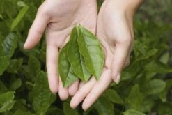 Tea Plant -Plants Shop pl2000021386 card4 lg