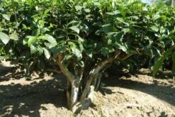 Tea Plant -Plants Shop pl2000021386 card7 lg