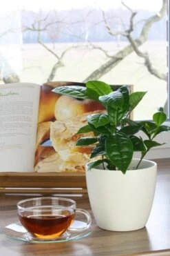 Tea Plant -Plants Shop pl2000021386 card8 lg