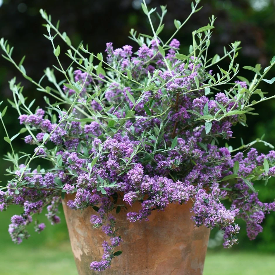 Buddleja × Pikei Unique ('Pmoore12') (PBR) 1 Buddleja × Pikei Unique ('Pmoore12') (PBR)