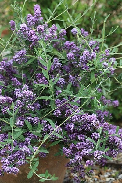 Buddleja × Pikei Unique ('Pmoore12') (PBR) 2 Buddleja × Pikei Unique ('Pmoore12') (PBR) - Image 2