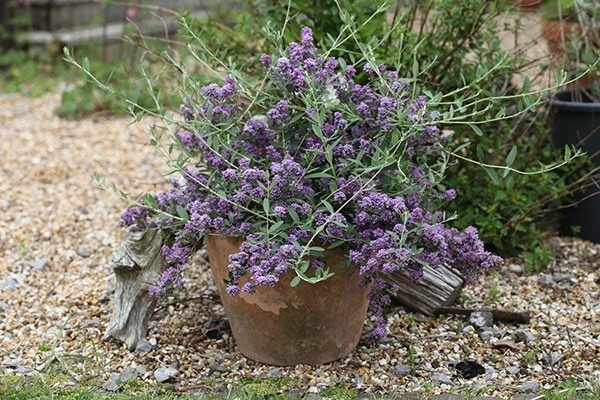 Buddleja × Pikei Unique ('Pmoore12') (PBR) 3 Buddleja × Pikei Unique ('Pmoore12') (PBR) - Image 3