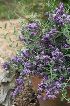 Buddleja × Pikei Unique ('Pmoore12') (PBR) 13 Buddleja × Pikei Unique ('Pmoore12') (PBR) -Plants Shop pl2000021841 card5 lg