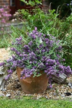 Buddleja × Pikei Unique ('Pmoore12') (PBR) 15 Buddleja × Pikei Unique ('Pmoore12') (PBR) -Plants Shop pl2000021841 card7 lg