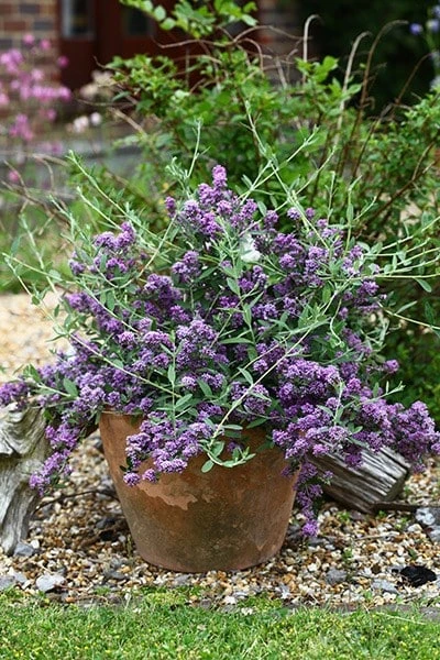 Buddleja × Pikei Unique ('Pmoore12') (PBR) 7 Buddleja × Pikei Unique ('Pmoore12') (PBR) - Image 7