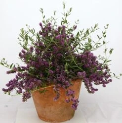 Buddleja × Pikei Unique ('Pmoore12') (PBR) 16 Buddleja × Pikei Unique ('Pmoore12') (PBR) -Plants Shop pl2000021841 card8 lg