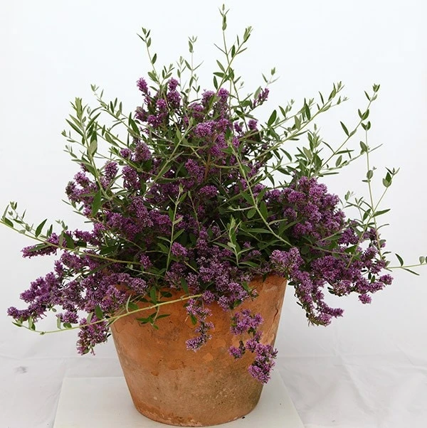 Buddleja × Pikei Unique ('Pmoore12') (PBR) 8 Buddleja × Pikei Unique ('Pmoore12') (PBR) - Image 8