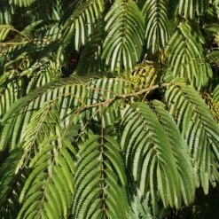Albizia Julibrissin Ombrella ('Boubri') (PBR)