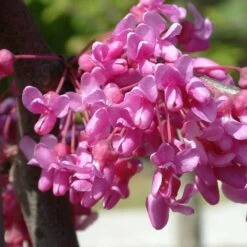 Cercis Canadensis Lavender Twist ('Covey') -Plants Shop pl2000022345 card3 lg