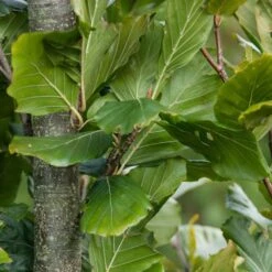 Fagus Sylvatica 'Dawyck Gold' 5 Fagus Sylvatica 'Dawyck Gold' -Plants Shop pl2000022354 card3 lg