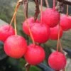 Malus 'Sun Rival'