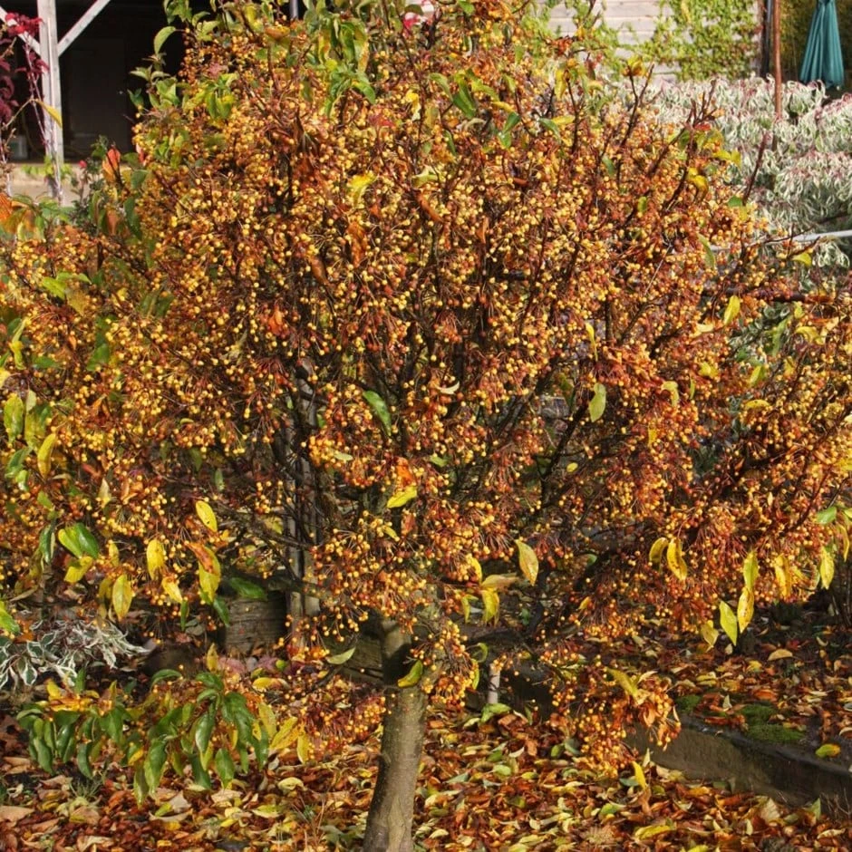 Malus Cinderella ('Cinzam') 1 Malus Cinderella ('Cinzam')