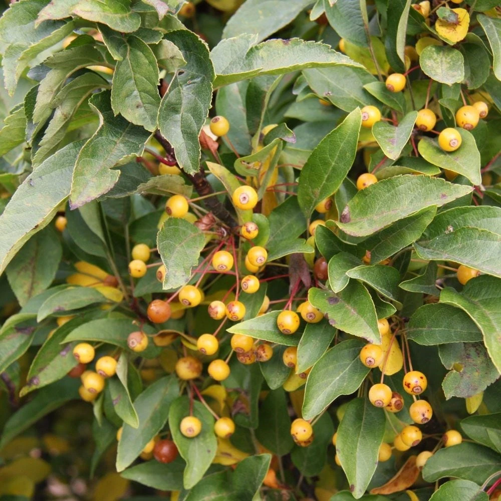 Malus Cinderella ('Cinzam') 2 Malus Cinderella ('Cinzam') - Image 2