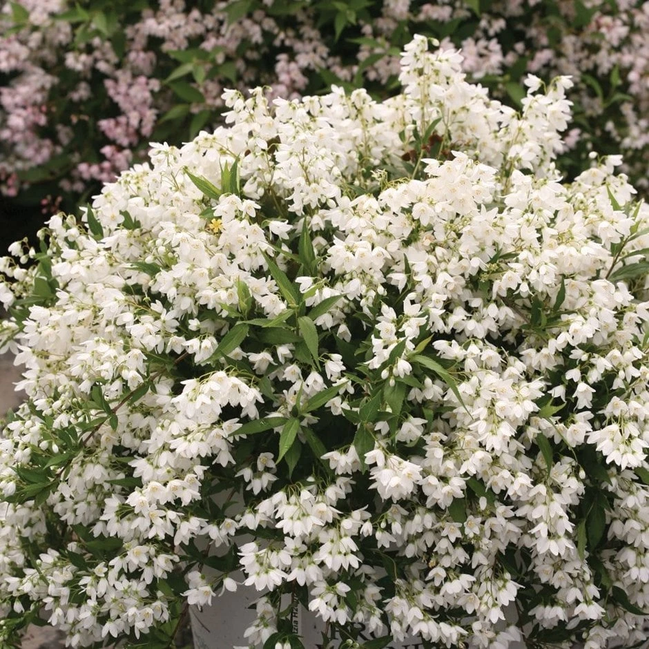 Deutzia × Rosea Yuki Snowflake ('NCDX1') (PBR) 1 Deutzia × Rosea Yuki Snowflake ('NCDX1') (PBR)