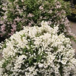Deutzia × Rosea Yuki Snowflake ('NCDX1') (PBR) 5 Deutzia × Rosea Yuki Snowflake ('NCDX1') (PBR) -Plants Shop pl2000022451 card3 lg