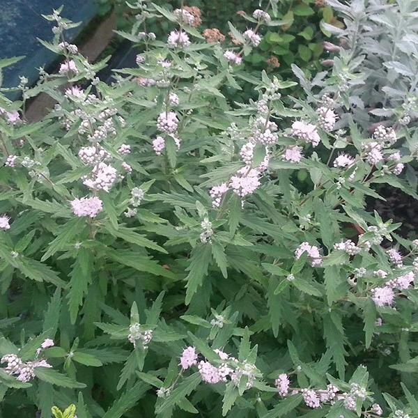 Caryopteris × Clandonensis Pink Perfection ('Lisspin') (PBR) 3 Caryopteris × Clandonensis Pink Perfection ('Lisspin') (PBR) - Image 3